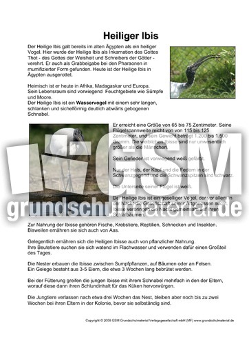 Steckbrief-Heiliger-Ibis.pdf